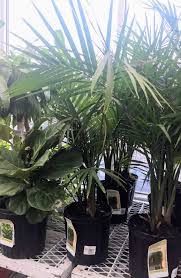 It is a member of the arecaceae family. How To Care For An Indoor Majesty Palm House Full Of Summer Coastal Home Lifestyle