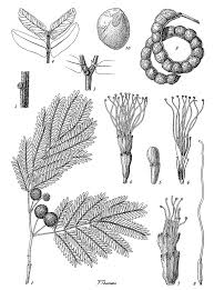 Image result for Cathormion