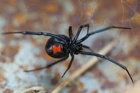 Black scorpion vs halloween crab. 10 Scariest Spiders In The World Depth World