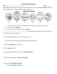 Every somatic cell in an animal's body undergoes mitosis, this includes skin cells, blood cells, bone cells, organ cells, etc. The Cell Cycle Worksheet Manhasset Public Schools