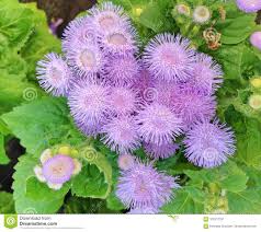 Ageratum Houstonim Nordmeer Flower House Best Flower Wallpaper