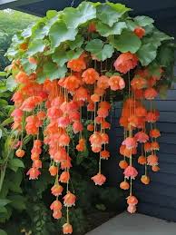 Image result for Begonia princeae