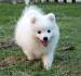 Japanese Spitz: 14 Cute & Interesting ... - All Things Dogs