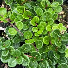 Image result for Lonicera