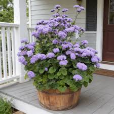 Image result for Ageratum