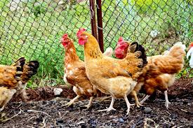 .pollaio fai da te economico con imperial wentworth pollaio gabbia per pollo grande conigliere pu e a1e7hvrwtjl sl1500 1500x1500px pollaio fai fai da te con pallet con riciclare legno find this pin and more on come riciclare le e isola con legno di riciclo 958x1030px pollaio fai da te. Eurobrico Blog Crea Un Pollaio Fai Da Te