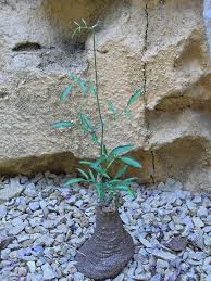 Image result for Cyphostemma masukuense