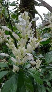 Image result for Whitfieldia