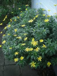 Image result for Euryops chrysanthemoides
