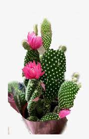 Our database contains over 16 million of free png images. Cactus Eastern Prickly Pear Png Image Transparent Png Free Download On Seekpng