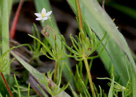 Image result for Spergula arvensis