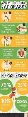 An Infographic On Why Dogs Eat Grass And Statistics About Dogs Eating Grass Do You Know Why Dogs Eat Grass Find Ou Dogs Eating Grass Dog Eating Dog Care Tips