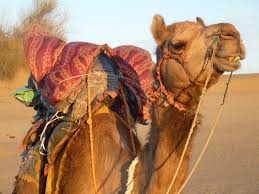 They are well arranged and the only duty you will rajasthan tour operators will show you pictures from the safari with huge sand dunes, don't be fooled though. February 2013 The Getting There