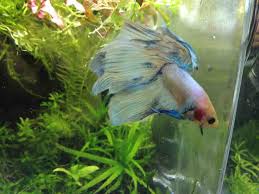 Grown Up Petco Baby Bettas Betta Fish Forum