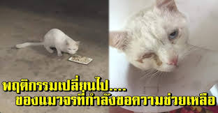 We did not find results for: à¹€à¸› à¸™à¹à¸¡à¸§à¸ˆà¸£à¸ˆà¸²à¸à¸Š à¸§ à¸•à¸™ à¸— à¹„à¸¡ à¹€à¸„à¸¢à¹ƒà¸« à¸ˆ à¸š à¹à¸• à¸žà¸­à¸™à¸²à¸‡à¹€à¸£ à¸¡à¸› à¸§à¸¢à¸à¸¥ à¸šà¸—à¸³à¸• à¸§à¹à¸›à¸¥à¸à¹„à¸›à¹€à¸«à¸¡ à¸­à¸™à¸£ à¸§ à¸²à¹€à¸£à¸²à¸à¸³à¸¥ à¸‡à¸ˆà¸°à¸Š à¸§à¸¢à¸Š à¸§ à¸• à¸—à¸²à¸ªà¹à¸¡à¸§