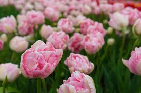 We did not find results for: Summer Bulbs Are Coming Dahlias Gladioli Callas And Loads More E Bulbs Direct