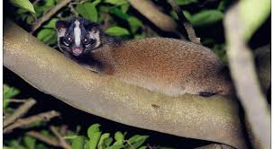 Please confirm that you are not located inside the russian federation. æžœå­ç‹¸ä¸åªåƒæžœå­é‚„æ˜¯å¾ˆçè²´çš„é£Ÿè‚‰å‹•ç‰©æ®ºæ•µä¹‹æ³•ä½ çµ•å°æƒ³ä¸åˆ° æ¯æ—¥é ­æ¢