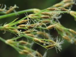 Image result for Fimbristylis complanata