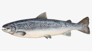 Salmon Png Images Free Transparent Salmon Download Kindpng Choose from 1000+ salmon graphic resources and download in the form of png, eps, ai or psd. salmon png images free transparent
