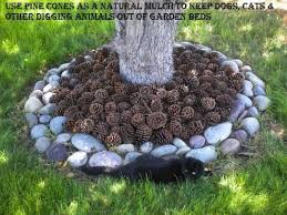 An average sized lawn is 5,000 square feet. Survival Tips Mulch Around Trees Cones Diy Garden Beds