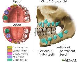 Teething Information Mount Sinai New York