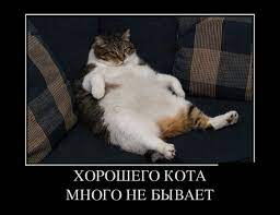 16 демотиваторов о животных