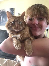 Lost Microchipped Orange Cat in Midland Area