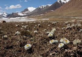 Image result for Jamesbrittenia micrantha