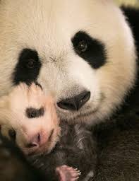 Последние твиты от zooparc de beauval (@zoobeauval). Zoo De Beauval Animaux A Voir Tarif Horaires Preparer Votre Visite