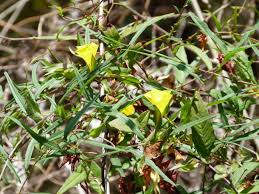 Image result for Xenostegia medium