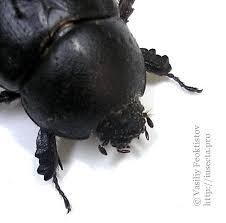 Image result for Pentodon