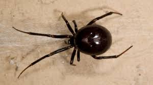 You have to pinch it. False Widow Spider Ireland Where To Find Them And Why Experts Are Warning The Public Dublin Live