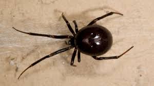 How long do false widow spiders live for? False Widow Spider Ireland Where To Find Them And Why Experts Are Warning The Public Dublin Live
