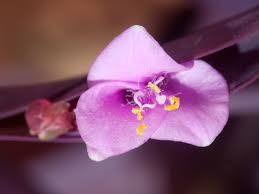 Image result for Commelinaceae