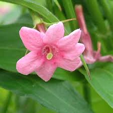 Jasminum stephanense or stephan jasmine, a pink summer flowering jasmin climber. Jasminum Beesianum