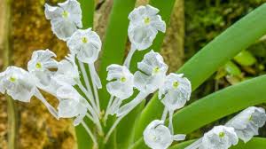 Image result for Podangis dactyloceras