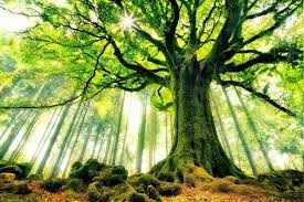Forest nature trees morning sun naturaleza verde through joe amazing superb places bosque paisajes tree sunshine. Nature Trees Wallpapers Hd Desktop And Mobile Backgrounds