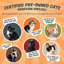 December 13, 2015 · maggie was enjoying some time out of her cage yesterday. The Great Plains Spca In Kansas Has A Wonderful Adoption Poster For Certified Pre Owned Cats They Also Adapted This Image F Cat Adoption Pet Event Adoption