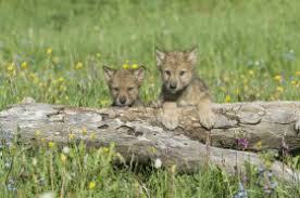 With honor kneafsey, eva whittaker, sean bean, simon mcburney. Can Wolves Be Tamed Wonderopolis