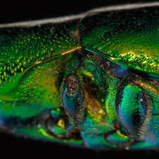 Jack Lancelot Bigham