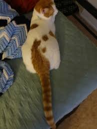 There are many different bengal cat color and pattern variations. This Fur Pattern Is Called A Thinking Ginger Lolcats Lol Cat Memes Funny Cats Funny Cat Pictures With Words On Them Funny Pictures Lol Cat Memes Lol Cats