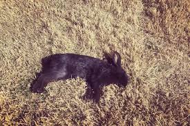 The problem with small boutique stores are the high prices and small selection. Dozens Of Domestic Bunnies Found Dead Outside Las Vegas State Hospital