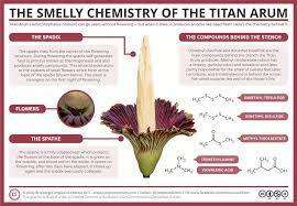 Corpse Flower Cycle Best Flower Wallpaper