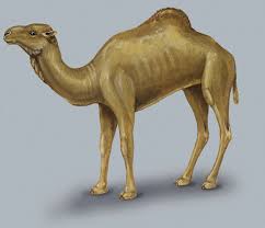 This number of years is determined mainly from the. Adw Camelus Dromedarius Information