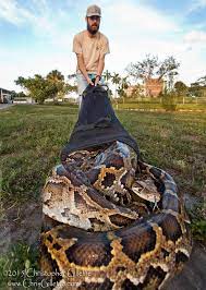 Near Record Python Bagged At Everglades National Park Everglades Florida Everglades National Park Everglades