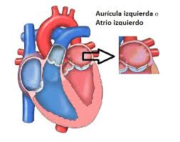 Esrudio radiologico de la orejuela de la auricula. Lláˆ Auricula Izquierda O Atrio Izquierdo Actualizado 2021