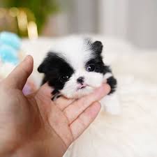 Some of the breeds that typically shed a lot are poodles, chihuahuas, shih tzu, maltese and yorkies. Bianca Female Teacup Shihtzu Mini Teacup Puppies
