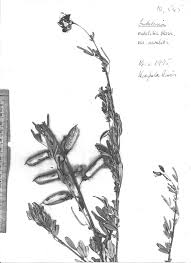 Image result for Crotalaria natalitia