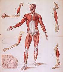 More commonly known as the glutes, this. What Is The Strongest Muscle In The Human Body Library Of Congress