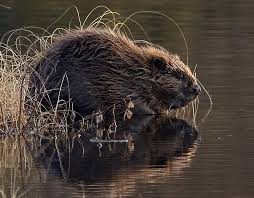 In this lesson, you will learn a big list of animal names in english with esl pictures to help you expand your vocabulary. Eurasian Beaver Wikipedia